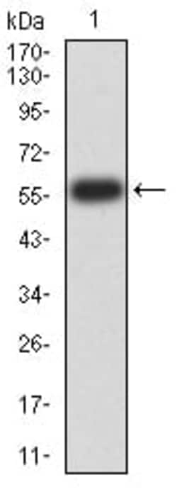 Novus Biologicals ATG14 Antibody (1F7C10), Novus Biologicals 0.1 mL, Unconjugated:Antibodies,