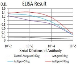 Novus Biologicals RNA polymerase I termination factor Antibody (2F4B12),