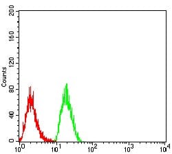 Novus Biologicals RNA polymerase I termination factor Antibody (2F4B12),