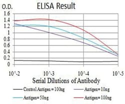 Novus Biologicals Ig Lambda C Domain/IGLC2 Antibody (5E12B9), Novus Biologicals:Antibodies:Primary