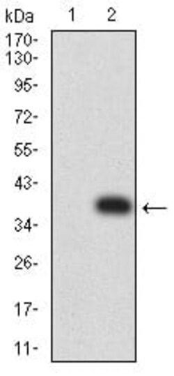 Novus Biologicals CCL4/MIP-1 beta Antibody (7C9E4), Novus Biologicals 0.025