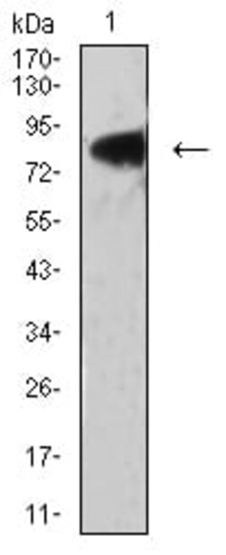 Novus Biologicals LRP3 Antibody (7B3A5E9), Novus Biologicals:Antibodies:Primary
