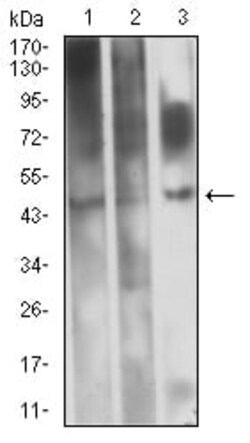 Novus Biologicals EVI2B Antibody (8F3D1), Novus Biologicals 0.1 mL, Unconjugated:Antibodies,
