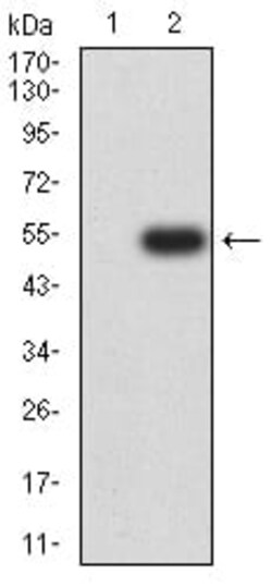 Novus Biologicals MLL3 Antibody (6D1B9), Novus Biologicals 0.1 mL, Unconjugated:Antibodies,