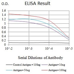 Novus Biologicals HBO1 Antibody (4E12H12), Novus Biologicals:Antibodies:Primary