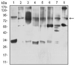 Novus Biologicals HBO1 Antibody (4E12H12), Novus Biologicals:Antibodies:Primary