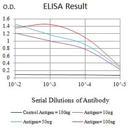 Novus Biologicals Hyaluronan synthase 1 Antibody (2G5H6), Novus Biologicals:Anticorps:Anticorps