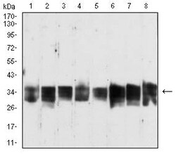 Novus Biologicals Gr-1/Ly-6G Antibody (3D6E10), Novus Biologicals 0.1 mL,