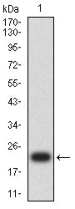 Novus Biologicals Gr-1/Ly-6G Antibody (3D6E10), Novus Biologicals 0.1 mL,