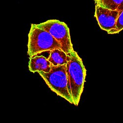 Novus Biologicals Siglec-15 Antibody (3F7F3), Novus Biologicals 0.1 mL,