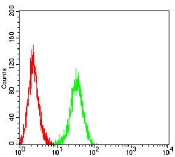 Novus Biologicals GPR19 Antibody (6A1D8), Novus Biologicals 0.025 mL, Unconjugated:Antibodies,