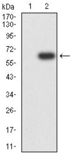 Novus Biologicals CD1d Antibody (3A6G3), Novus Biologicals 0.025 mL, Unconjugated:Antibodies,