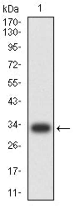 Novus Biologicals CD1d Antibody (3A6G3), Novus Biologicals 0.025 mL, Unconjugated:Antibodies,