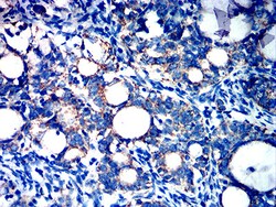 Novus Biologicals FPRL2/FPR3 Antibody (8A6G12), Novus Biologicals:Antibodies:Primary