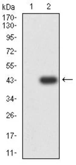 Novus Biologicals FPRL2/FPR3 Antibody (8A6G12), Novus Biologicals:Antibodies:Primary