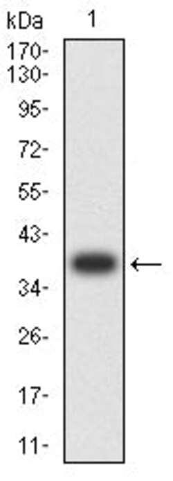 Novus Biologicals FPRL2/FPR3 Antibody (8A6G12), Novus Biologicals:Antibodies:Primary