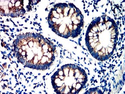 Novus Biologicals FPRL2/FPR3 Antibody (7D9B4), Novus Biologicals:Antibodies:Primary