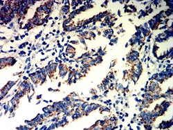 Novus Biologicals FPRL2/FPR3 Antibody (7D9B4), Novus Biologicals:Antibodies:Primary