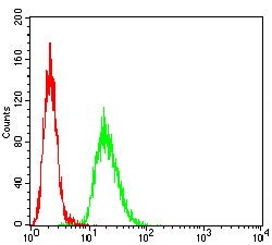 Novus Biologicals ATP6AP1 Antibody (5G12A4), Novus Biologicals 0.025 mL,