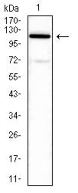 Novus Biologicals ATP6AP1 Antibody (5G12A4), Novus Biologicals 0.025 mL,