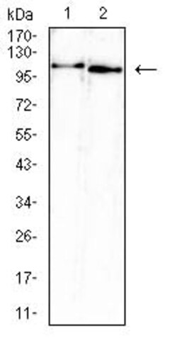 Novus Biologicals ATP6AP1 Antibody (3H11B12), Novus Biologicals 0.025 mL,