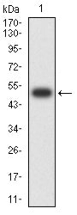 Novus Biologicals RABEP2 Antibody (2B1B6), Novus Biologicals 0.1 mL, Unconjugated:Antibodies,