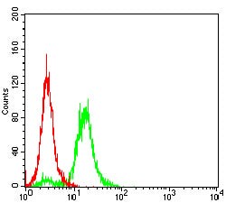 Novus Biologicals TRBC1 Antibody (5A8A10), Novus Biologicals:Antibodies:Primary