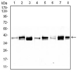Novus Biologicals TRBC1 Antibody (5D9F1), Novus Biologicals 0.025 mL, Unconjugated:Antibodies,