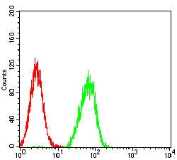 Novus Biologicals Hyaluronan synthase 1 Antibody (5B5B4), Novus Biologicals:Antibodies:Primary