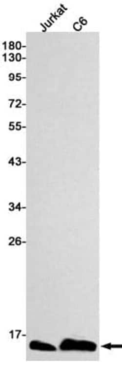 Novus Biologicals ATP synthase C mature Antibody (SR2374), Novus Biologicals