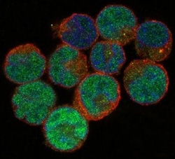 Novus Biologicals GATA2/3 Antibody (SR1901), Novus Biologicals 50 &mu;L;