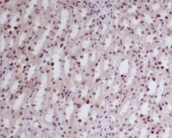 Novus Biologicals GATA2/3 Antibody (SR1901), Novus Biologicals 50 &mu;L;