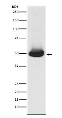 Novus Biologicals GATA2/3 Antibody (SR1901), Novus Biologicals 50 &mu;L;