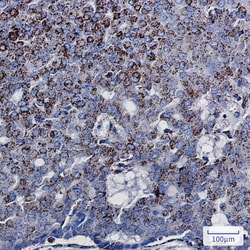 Novus Biologicals DCI Antibody (SR2403), Novus Biologicals 100 &mu;L; Unconjugated:Antibodies,