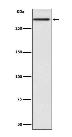 Novus Biologicals Cubilin Antibody (SR2571), Novus Biologicals:Antibodies:Primary