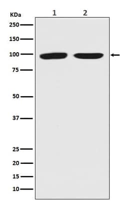 Novus Biologicals DNMT3B Antibody (SR2574), Novus Biologicals 50 &mu;L;