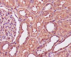 Novus Biologicals Calmodulin Antibody (SR2721), Novus Biologicals:Antibodies:Primary