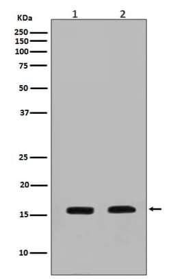 Novus Biologicals Calmodulin Antibody (SR2721), Novus Biologicals:Antibodies:Primary