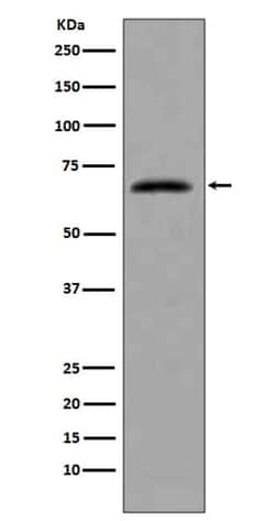 Novus Biologicals CDC7 Antibody (SR2732), Novus Biologicals 50 &mu;L; Unconjugated:Antibodies,