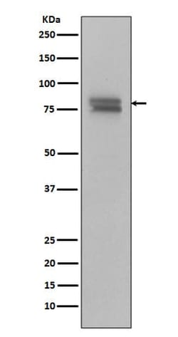 Novus Biologicals MYB [p Ser11] Antibody (SR2809), Novus Biologicals:Antibodies:Primary