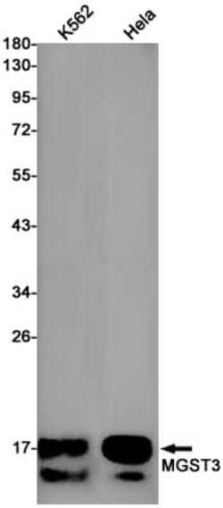 Novus Biologicals MGST3 Antibody (SR2438), Novus Biologicals 100 &mu;L;