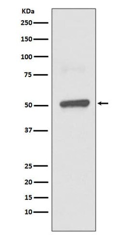 Novus Biologicals BPI Antibody (SR3018), Novus Biologicals:Antibodies:Primary