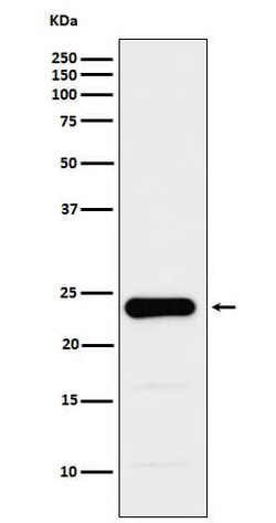 Glutathione S-Transferase/GST Antibody (SR3947), R D Systems 50 &mu;L | Buy Online | Novus Biologicals | Fisher Scientific