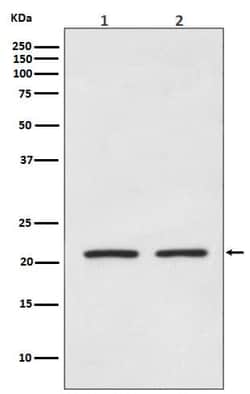 Novus Biologicals AKAP14 Antibody (SR3023), Novus Biologicals 50 &mu;L | Buy Online | Novus Biologicals&trade; | Fisher Scientific