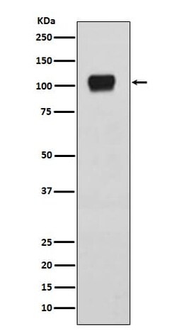 Novus Biologicals ATG9A Antibody (SR3028), Novus Biologicals 100 &mu;L;