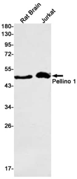 Novus Biologicals Pellino 1 Antibody (SR2461), Novus Biologicals 100 &mu;L;