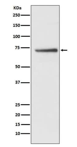 Novus Biologicals CDC16 Antibody (SR3221), Novus Biologicals:Antibodies:Primary