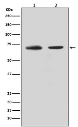 Novus Biologicals CDC40 Antibody (SR3222), Novus Biologicals:Antibodies:Primary