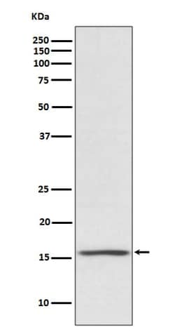 Novus Biologicals Noxa Antibody (SR3425), Novus Biologicals 50 &mu;L; Unconjugated:Antibodies,