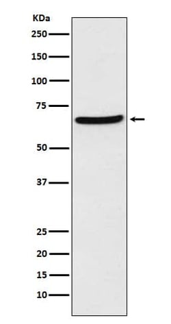 Novus Biologicals CDT1 Antibody (SR3533), Novus Biologicals 50 &mu;L; Unconjugated:Antibodies,